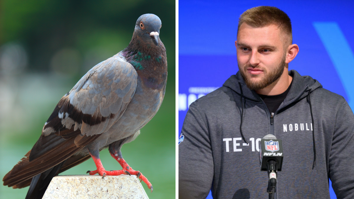 Après le système spatial, un espoir de la NFL fait une déclaration très bizarre sur les oiseaux